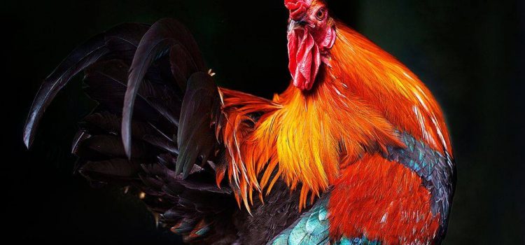 Nouvelle année du Coq de Feu ! Nouvelle année du Coq de Feu !